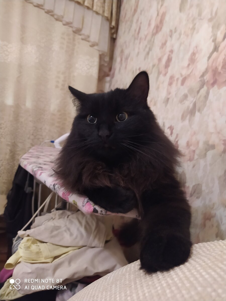 А вот и он! Черненький красавчик! 😍🥰