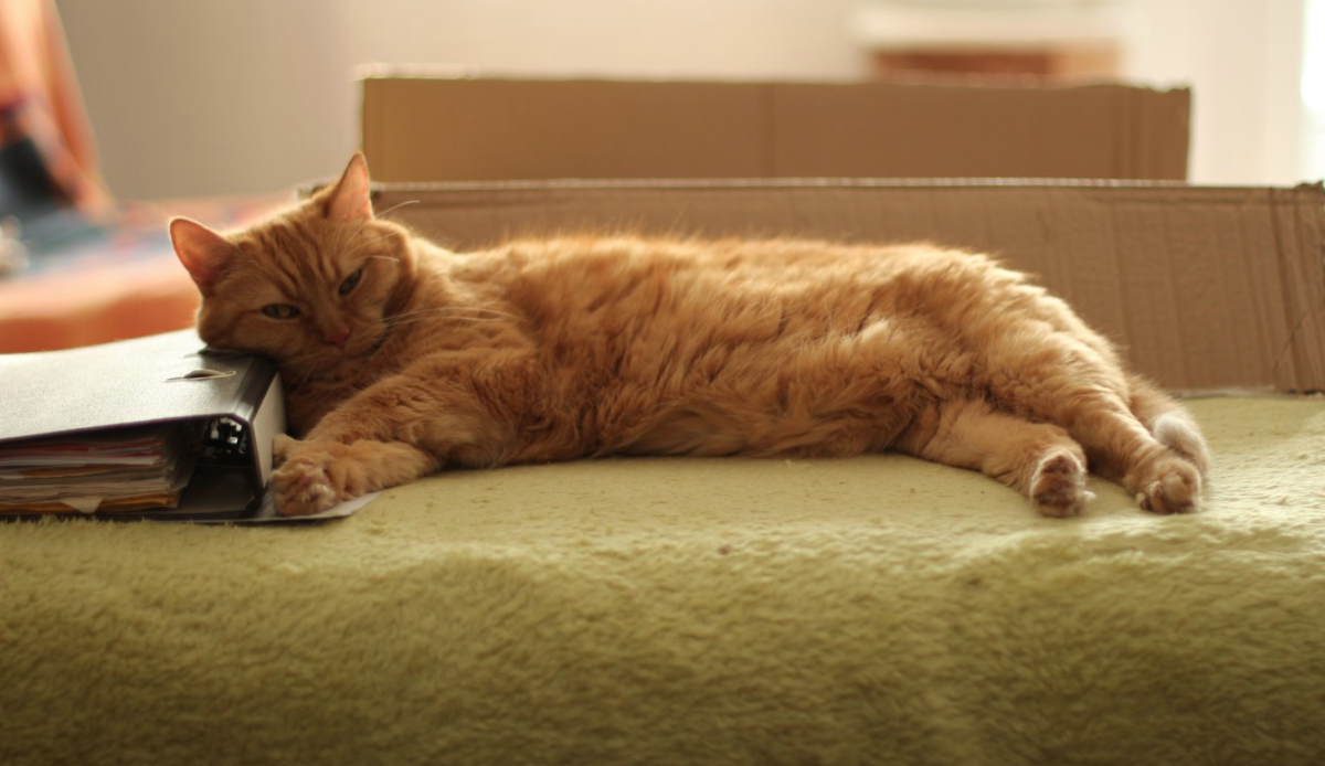 фото заимствовано  https://pxhere.com/ru/photo/577017