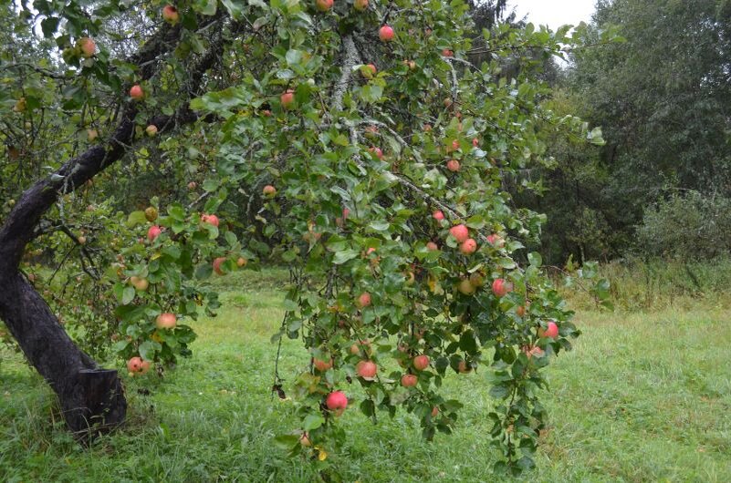 Взрослая яблоня хорошо плодоносит в этом году.