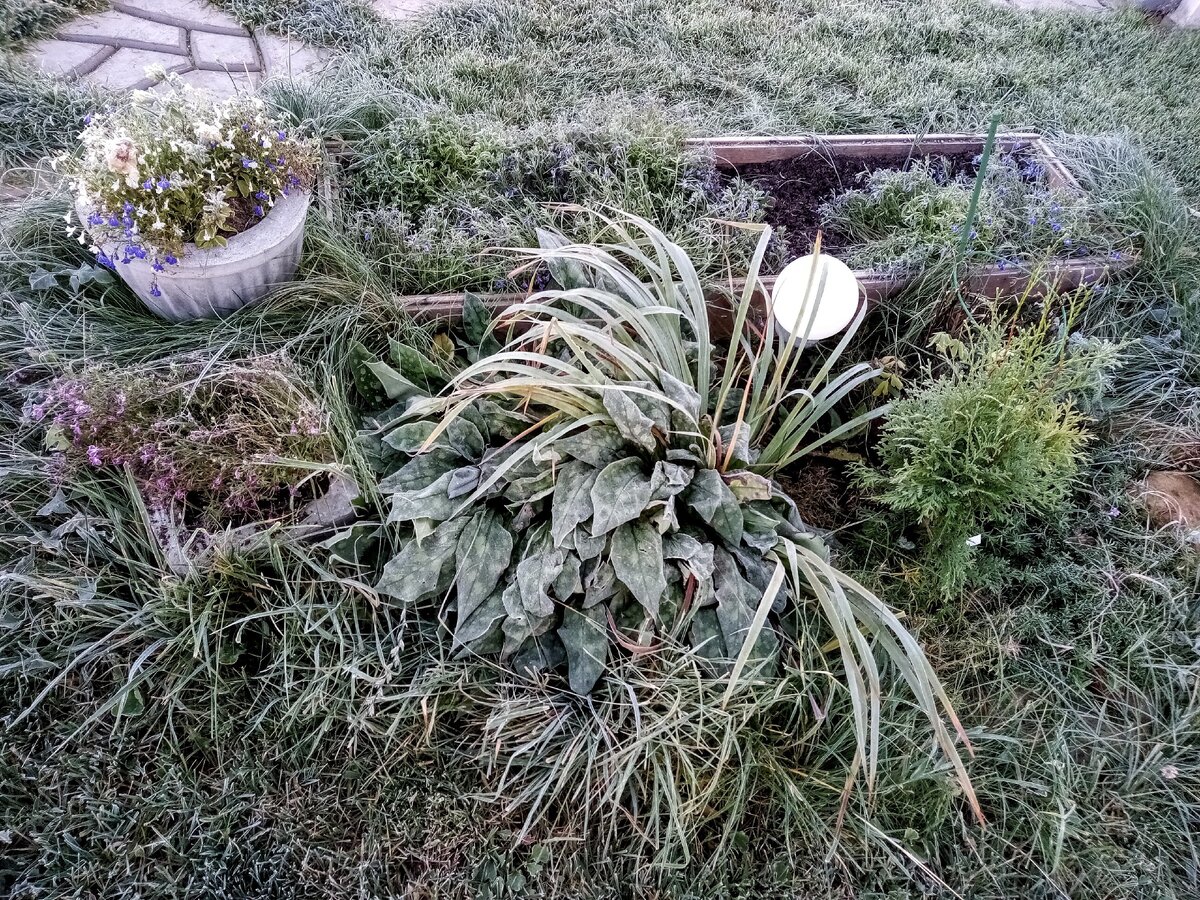 Медуница, ирис, лобелии, туи, 17 октября 2020