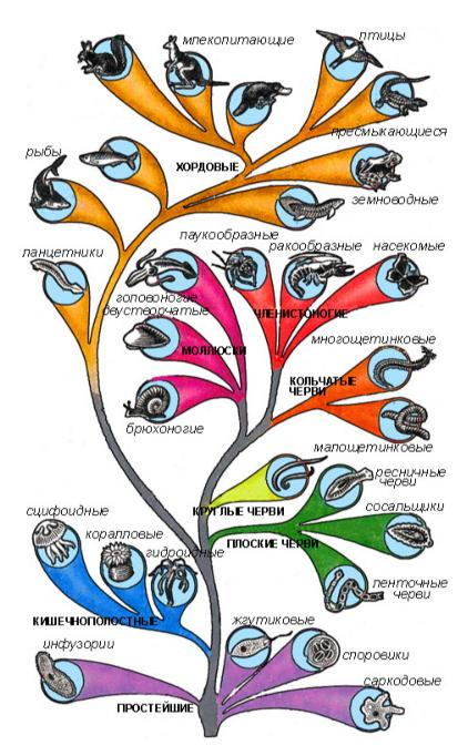 Схема эволюции жизни. Древо эволюции царство животных.