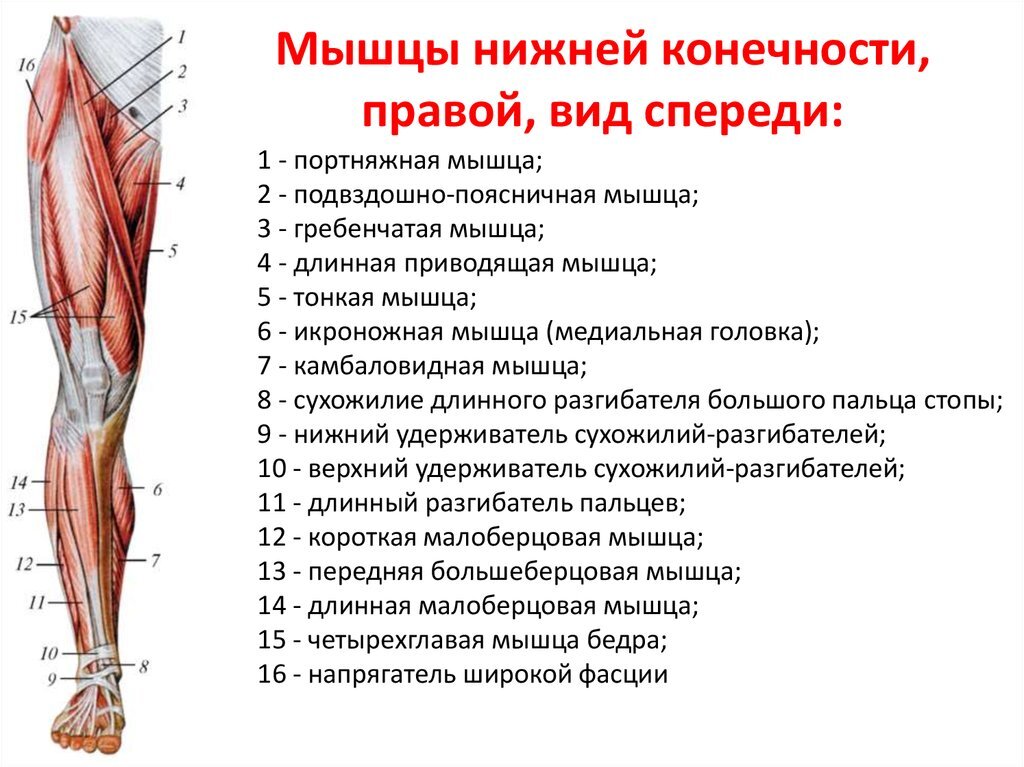 Анатомическое строение