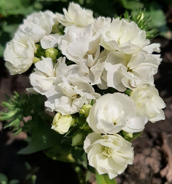 Флокс Промис. Флокс махровый Промис белый. Флокс махровый Промис. Флокс друммонда Промис белый.