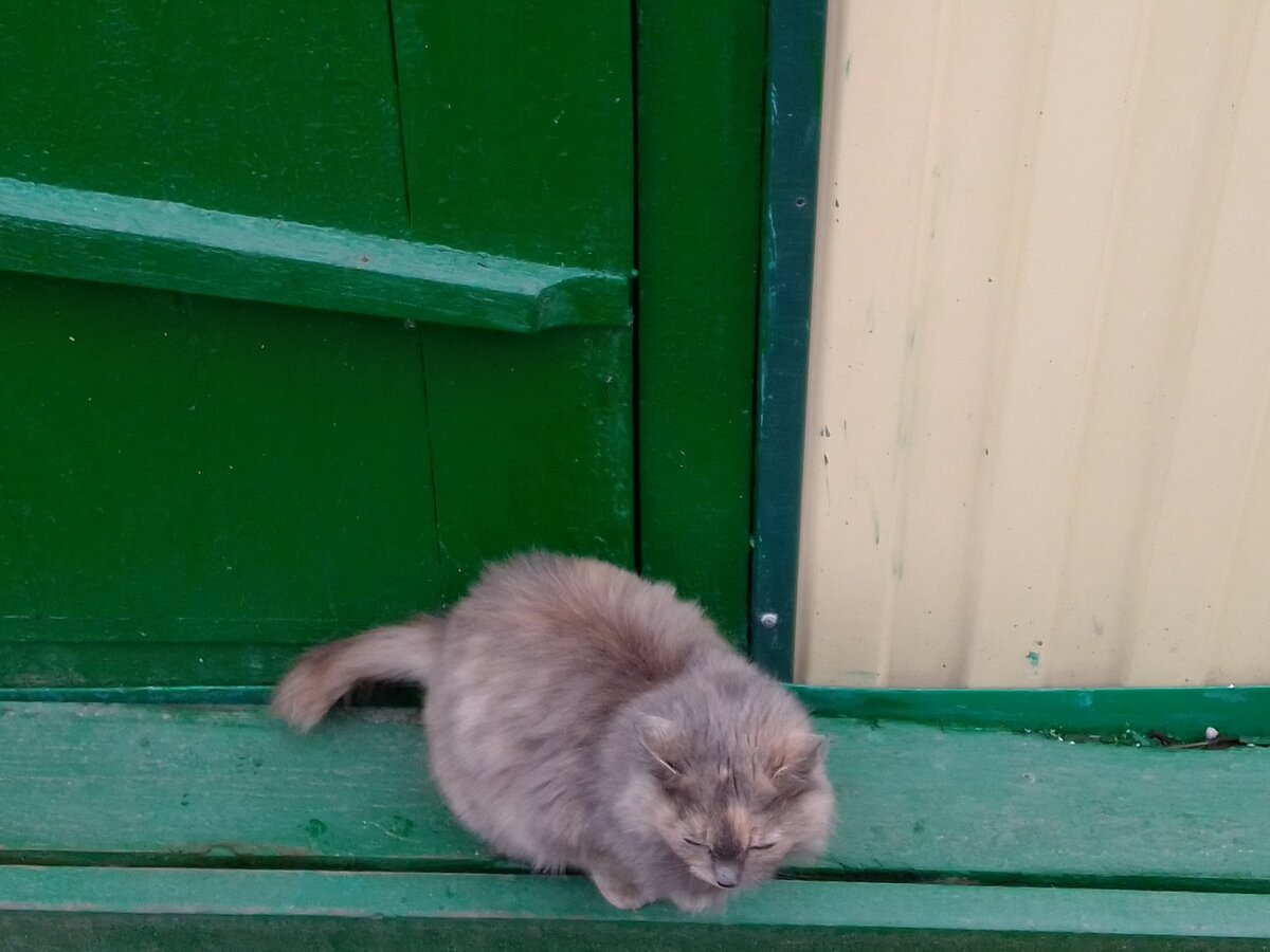 Кошачий лямур. | Я и все, что со мной связано. | Дзен