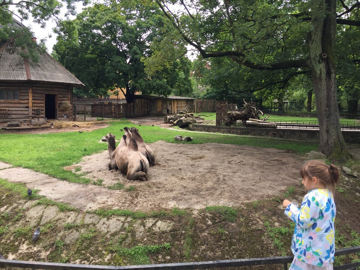 Прекрасный немецкий зоопарк в Калининграде, который стоит посетить 🐅🐊 Год  основания: 1896 | Движение в пространстве | Дзен