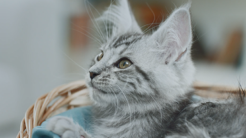 Котенок в корзинке