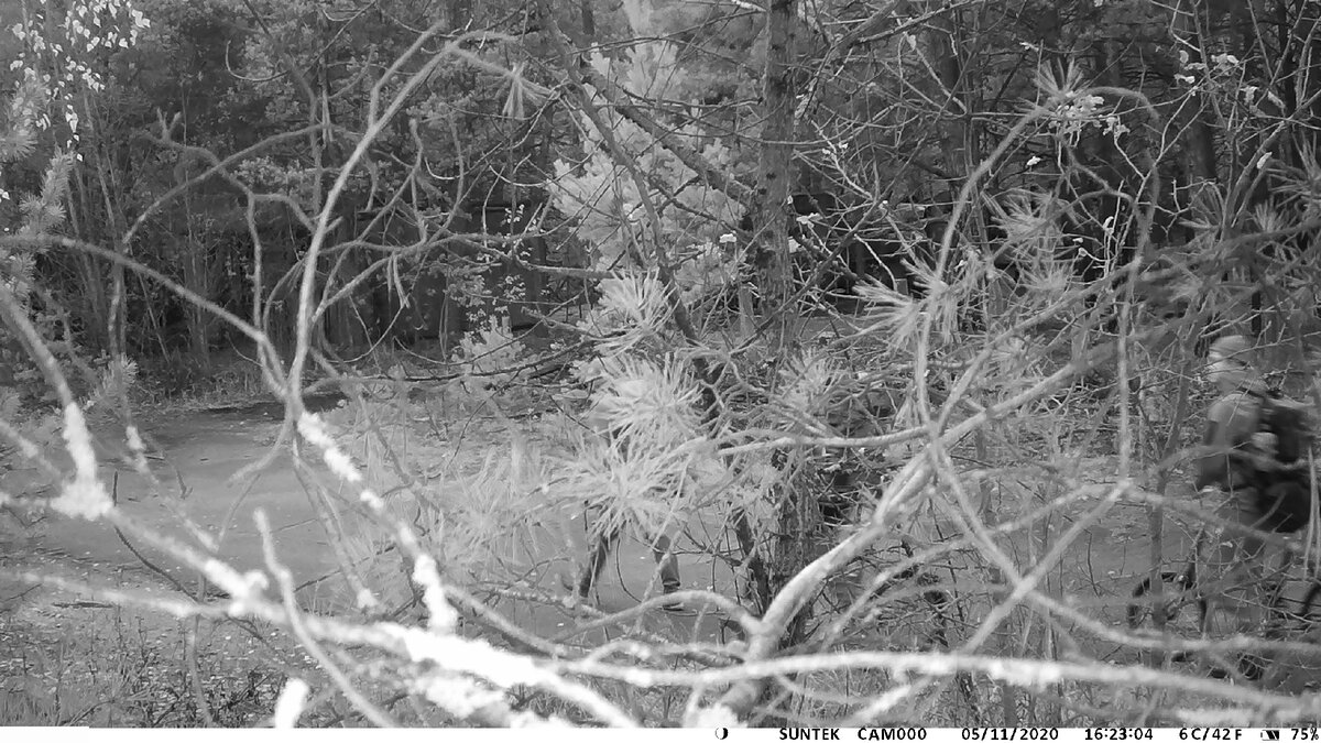 Уставили скрытые камеры в Чернобыле, что и кто попался на фотоловушку ...