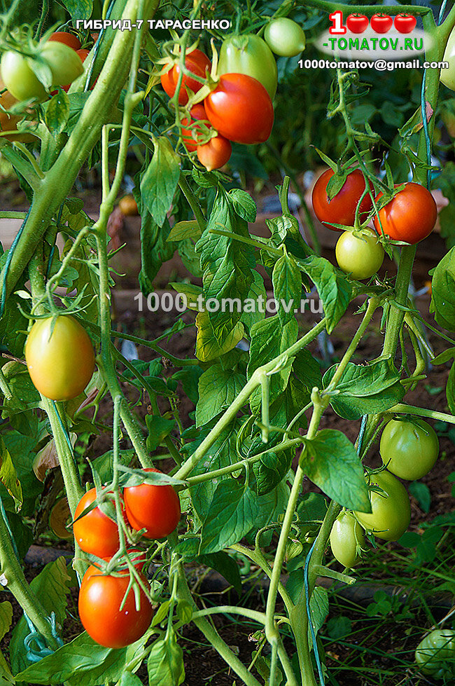 Томат Гибрид 7 Тарасенко фото 2
