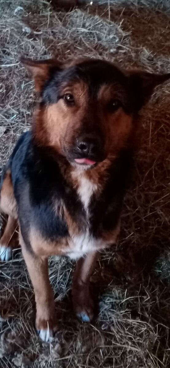 😭😭Реквизиты для помощи:  карта сбербанка 5469 3800 9323 3996 на имя Валерии Дмитриевны Ц ( моб банк 89775923630)
ЯК-410018617087444
Киви кошелек +79775923630.
PayPal- lera-zar-mos@yandex.ru. 
карта Альфа банк 5559 4931 5400 0401 
карта TINKOFF 5536 9138 5173 2681 Карта банка Открытие 4058 7031 2421 5791 Если вы из Улан-Удэ мы всегда рады помощи ♥️ Нам очень нужен Геркулес, сухой и влажный корм для кошек, сухой корм для собак запарка, лекарство циклоферон, одноразовые пеленки.