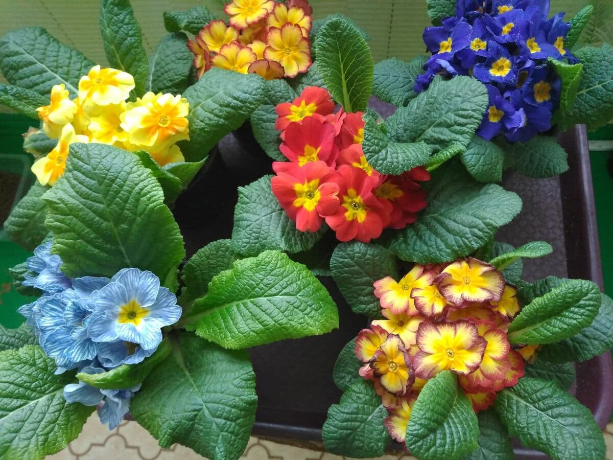 Один горшок с самой красивой, белой примулой я уже подарила. Поэтому здесь 6 горшков.