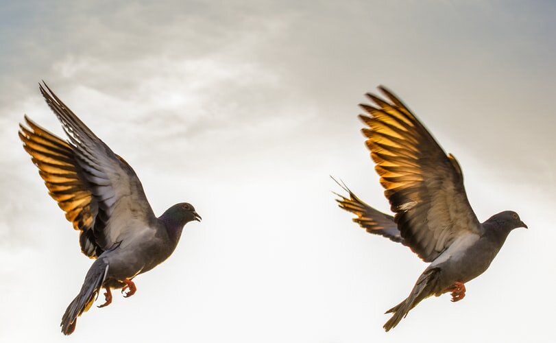 Фото: raza ali @dustt, сайт https://unsplash.com/images/animals/birds