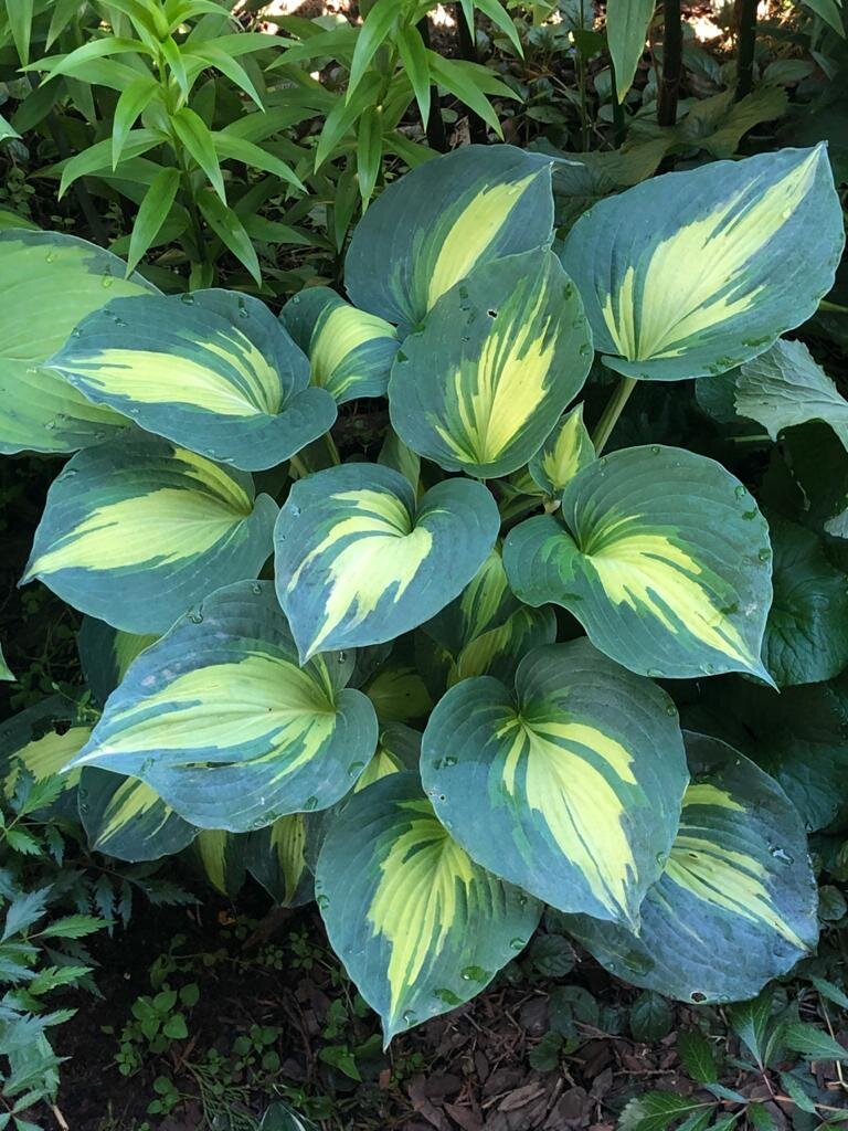 Ставьте "лайки" и подписывайтесь на мой канал!