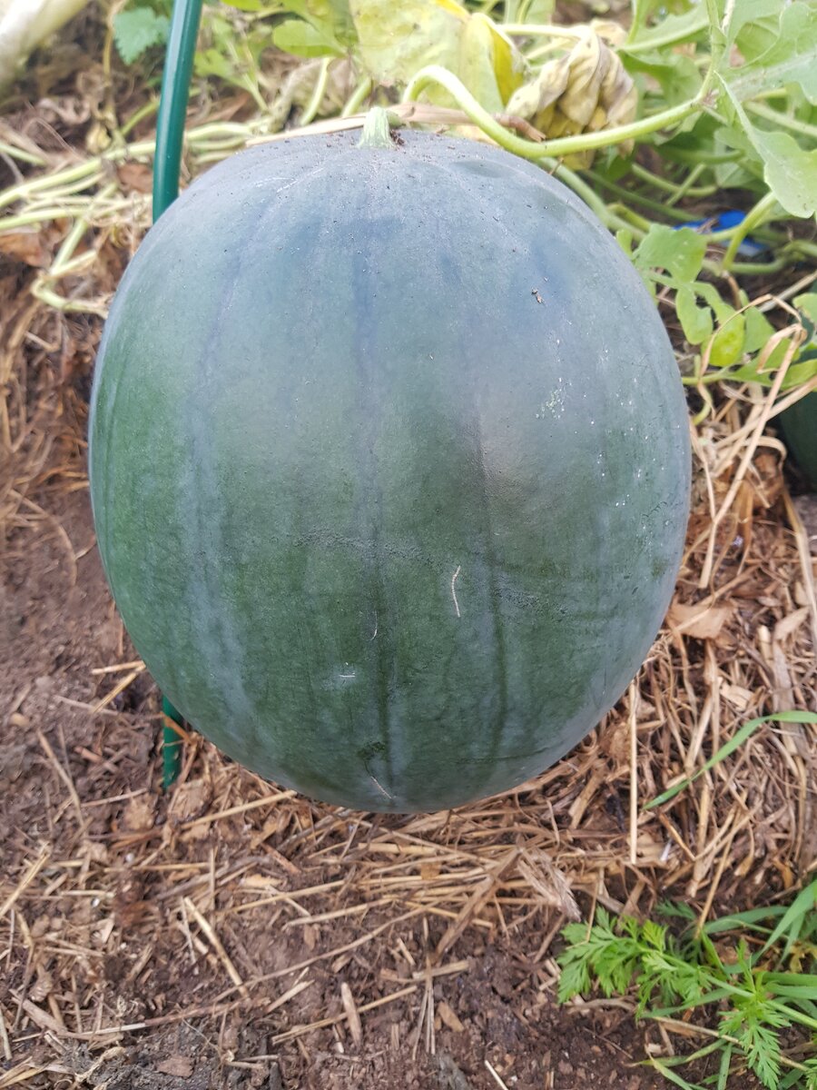Арбуз с моего огорода