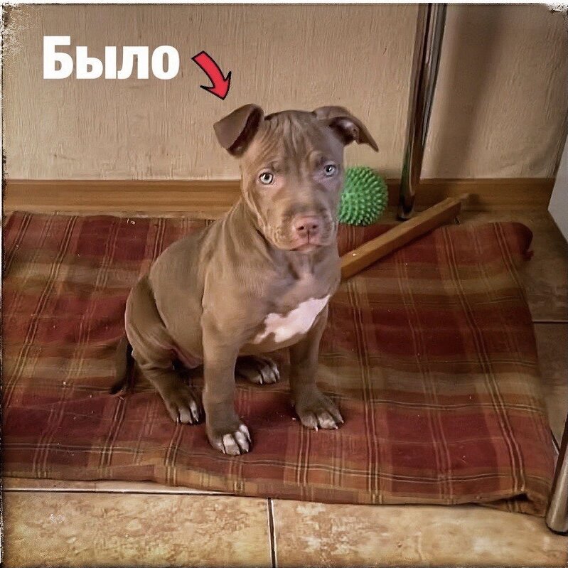 Левое ухо вроде устаканилось, но периодически заваливалось вперед, а правое стал подвязывать