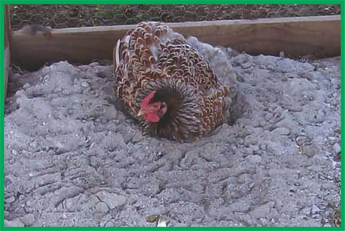 Картинки из интернета.