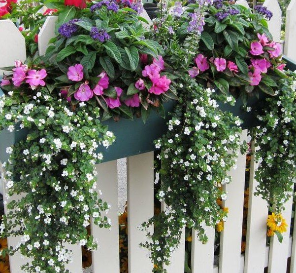 Розовый бальзамин в среднем ярусе, выше гелиотроп,  ниже плети бакопы