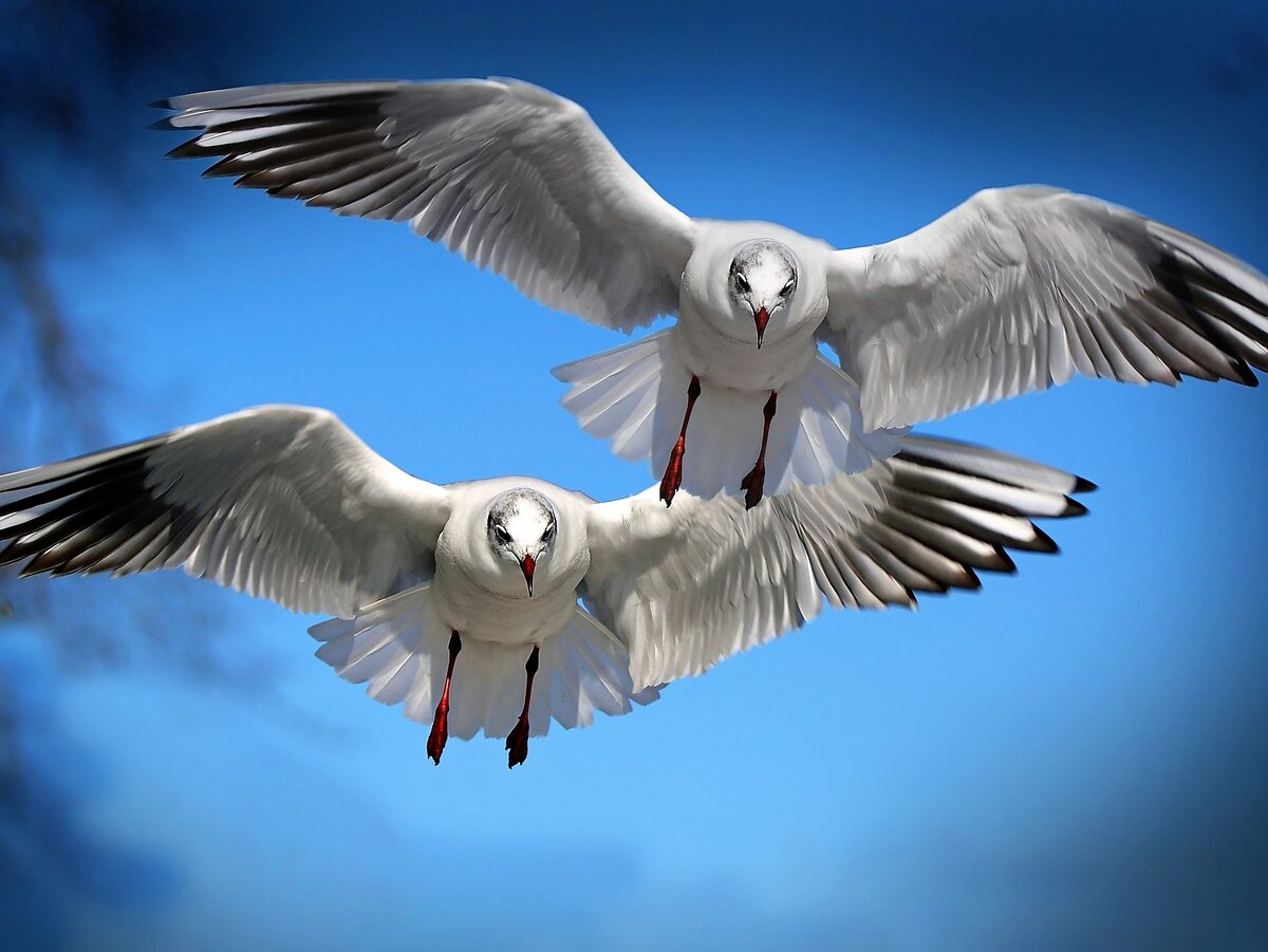  фото Screamenteagle с сайта Pixabay