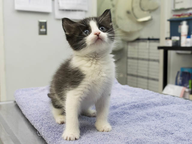 Котенок. Источник фото: https://koteiki.com/nahodka-iz-pochtovogo-yashhika/