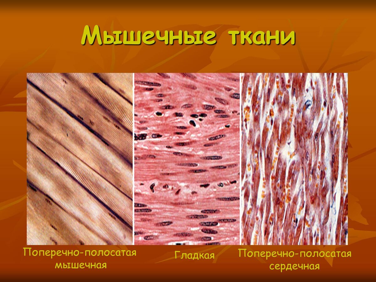 Мышечная ткань животных рисунок