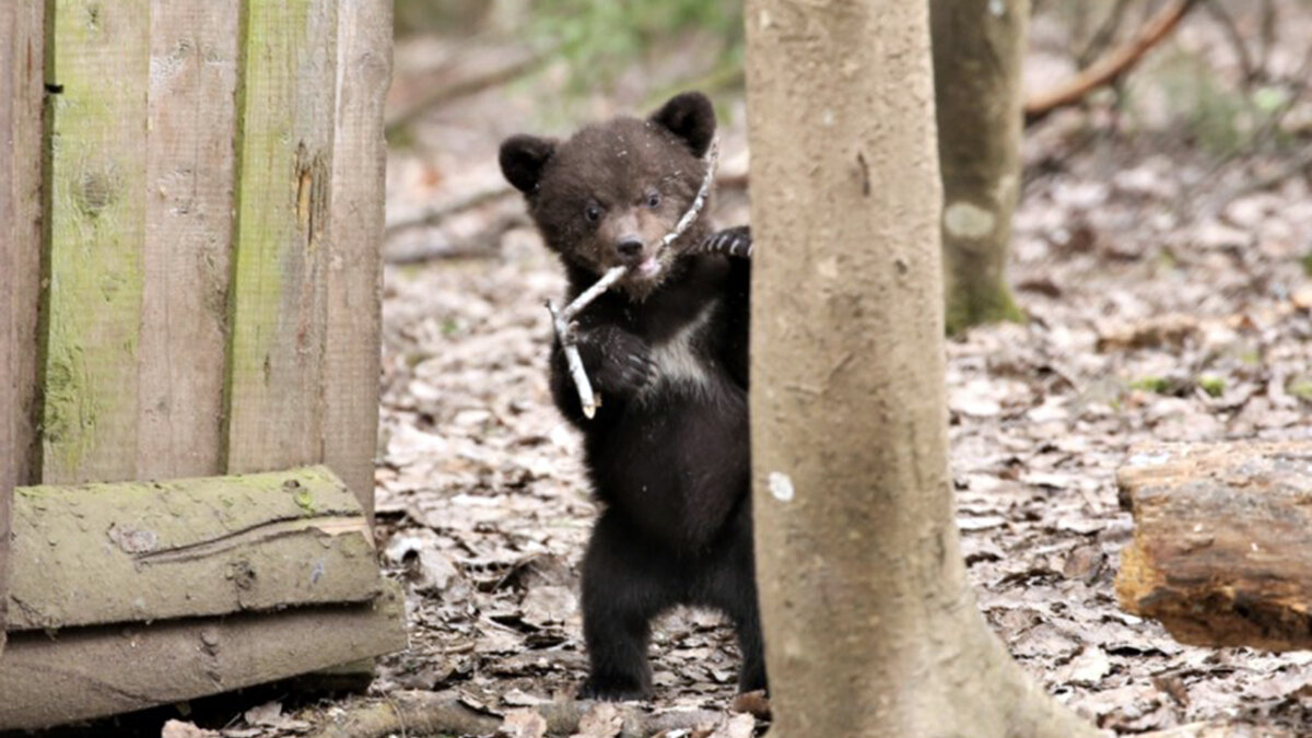 источник фото: progorod43.ru