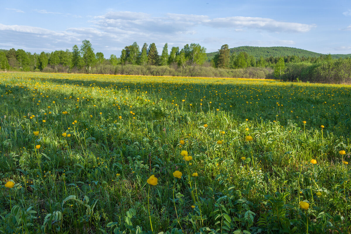 Сады южного урала. Природа Южного Урала. Поле купавок. Поля Южного Урала. Лесная Поляна с купальницей