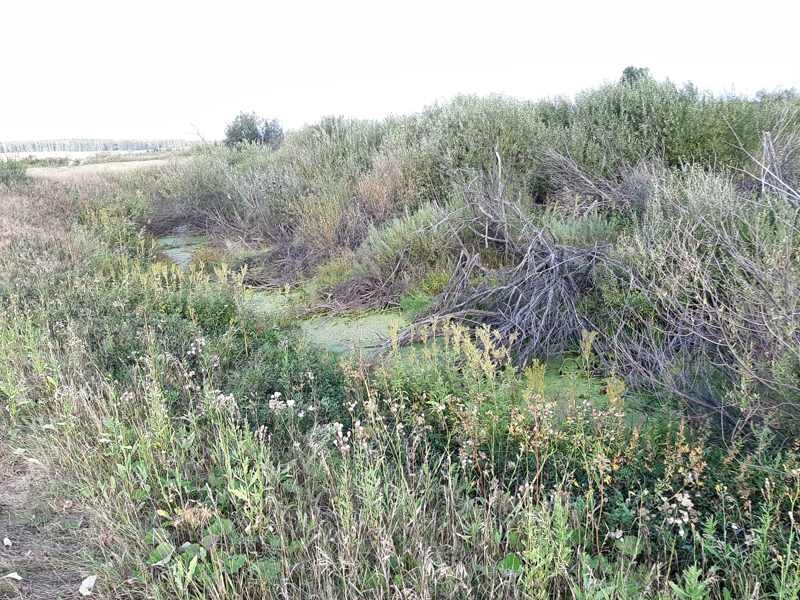 Вода в реке стала совсем зеленая - но в принципе русло еще просматривается.