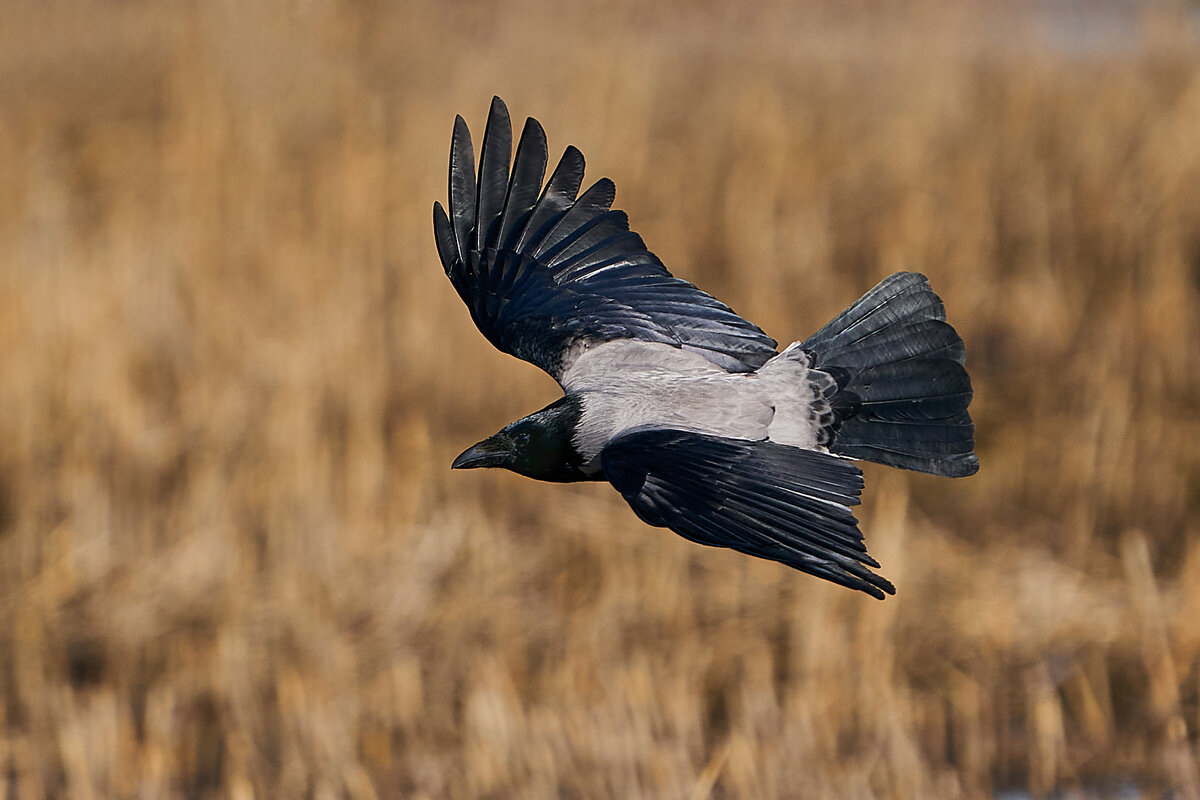 Ворона осенью: 10 интересных повадок и особенностей одной из самых умных  птиц в мире | Приключения натуралиста | Дзен