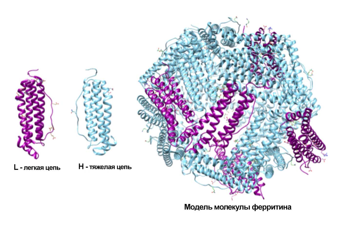 Железа ферритин. Ферритин структура белка. Ферритин молекула. Ферритин строение молекулы. Структура молекулы ферритина.