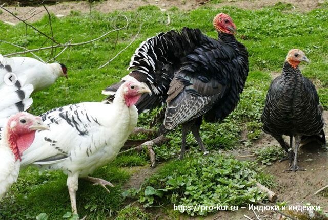 Добрый день! Обычно мясо любых птиц-бройлеров на вкус намного лучше обычного, так как оно мягче, сочнее и даже привлекательнее на вид.-16