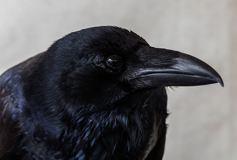 Ворон описание серий. Королевский ворон Коракс. Коракс рекс. Cuervo. Руна Автор Corvus Corax.