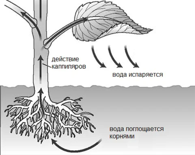 ООО «Бетагран Кубань»