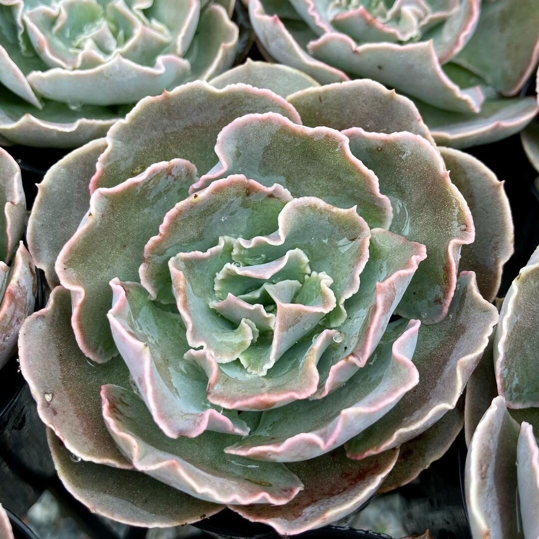 @succulent.planet