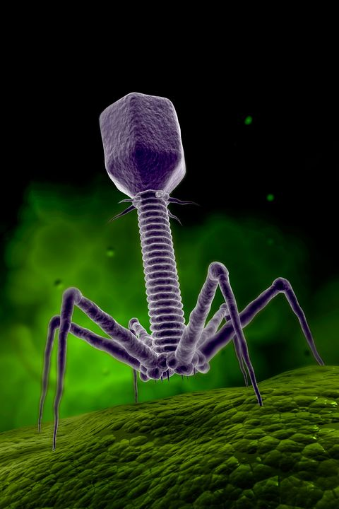 Бактериофаг для обложки