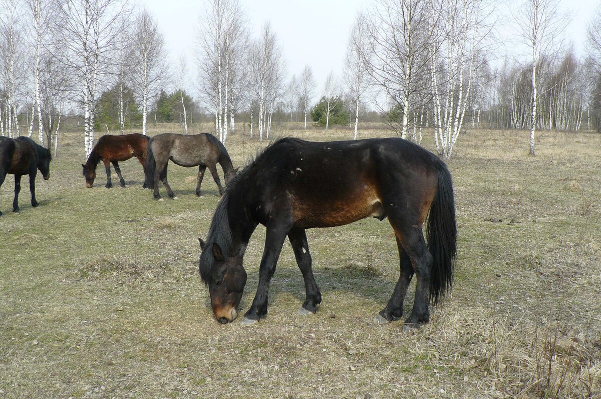 Несколько апрельских фотографий башкирских лошадей. Автор - И.Власов.