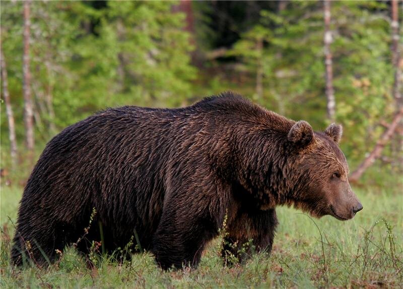 Животное тайги бурый медведь. Тяньшанский бурый медведь. Бурый медведь в тайге России. Бурый медведь в тайге. Сибирский бурый медведь.