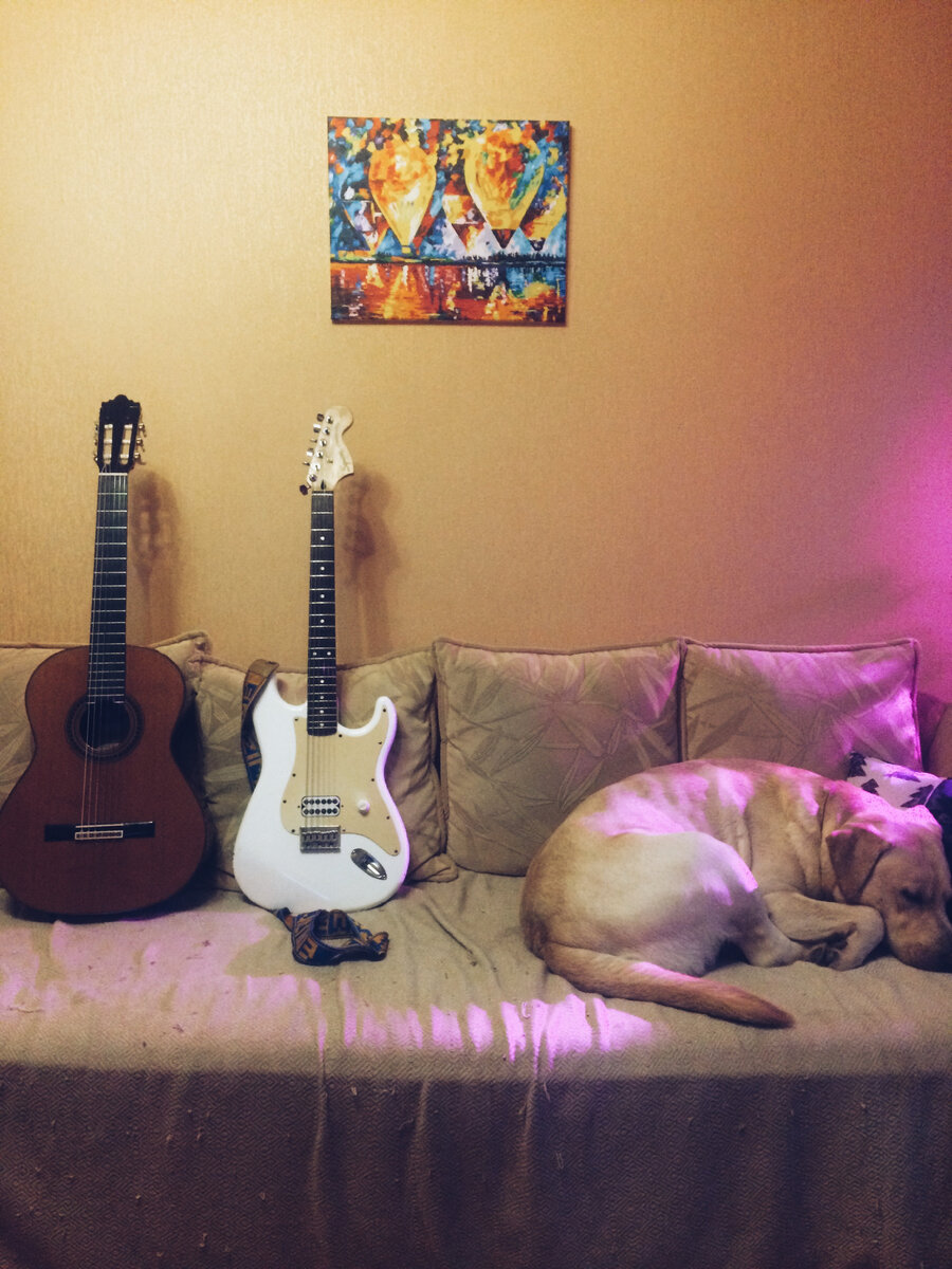 Гитары и собаки делят место в моем сердце поровну :) А на фото ещё и диван #гитара с нуля #обучение игре на гитаре #гитара для новичка #уроки гитары 