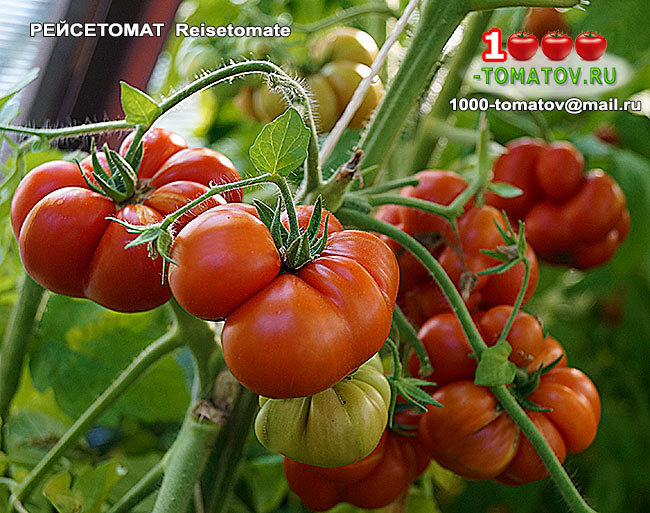 Томат Рейсетомат  Reisetomate фото 2