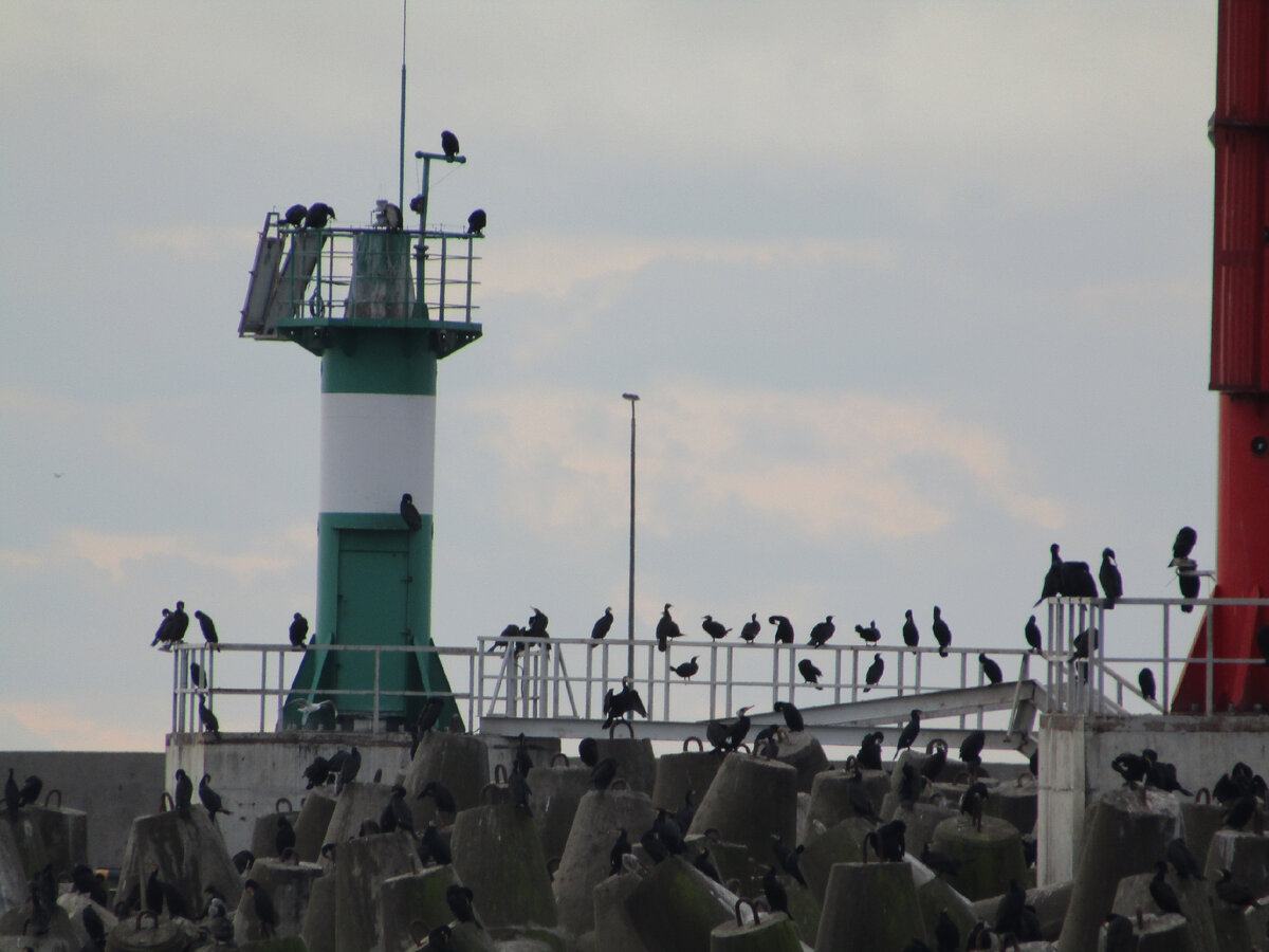 Большие бакланы в порту