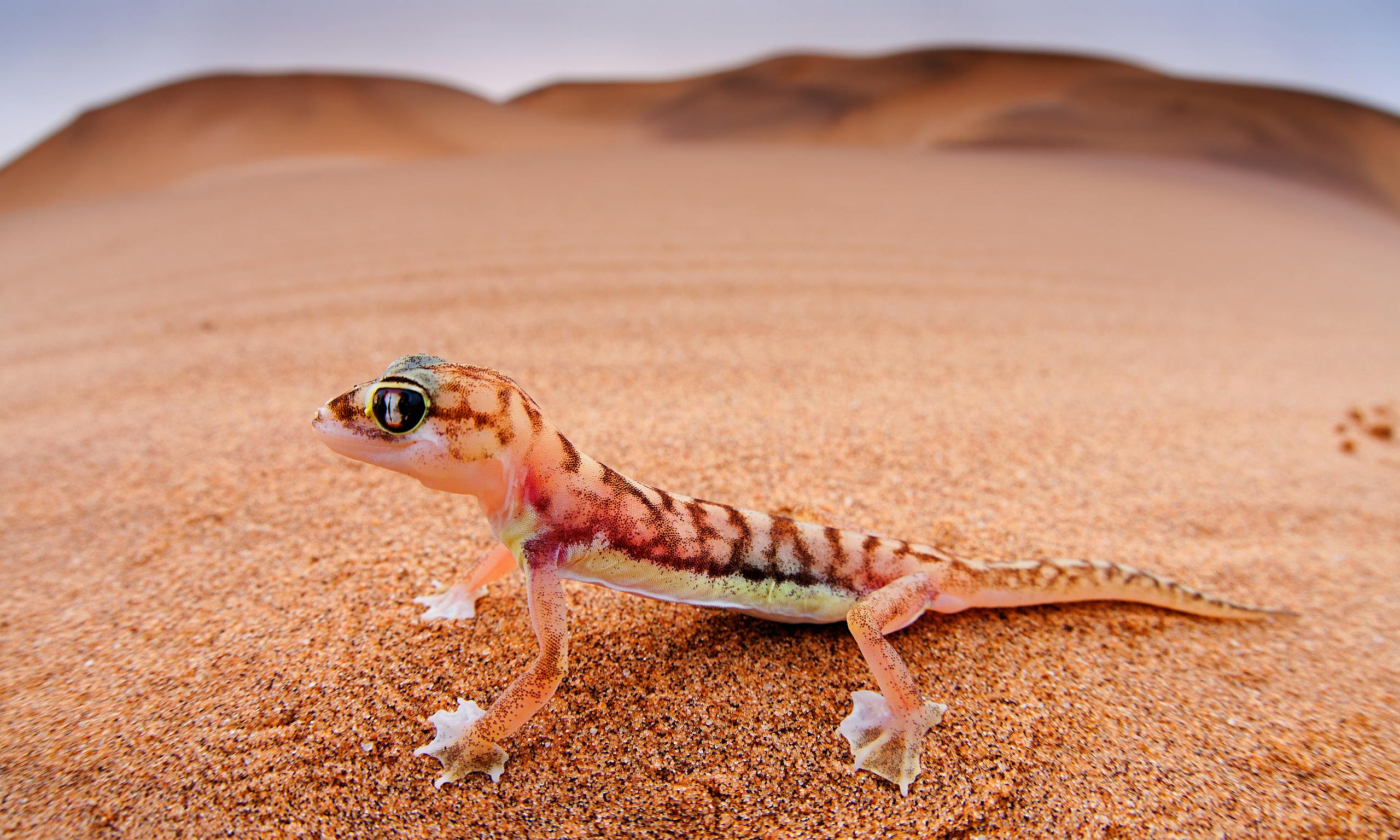 Ящерица в песке. Сцинковый геккон. Сцинковый геккон Пржевальского. Геккон Намиб. Гребнепалый геккон.