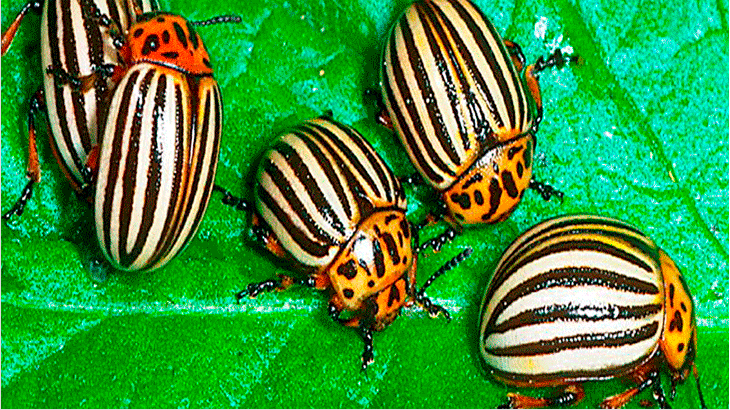 Колорадский жук