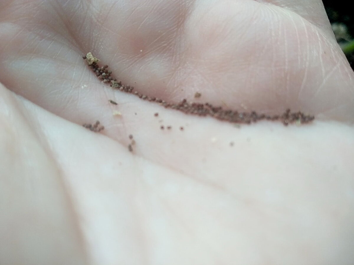 Распределила по ладони и линии