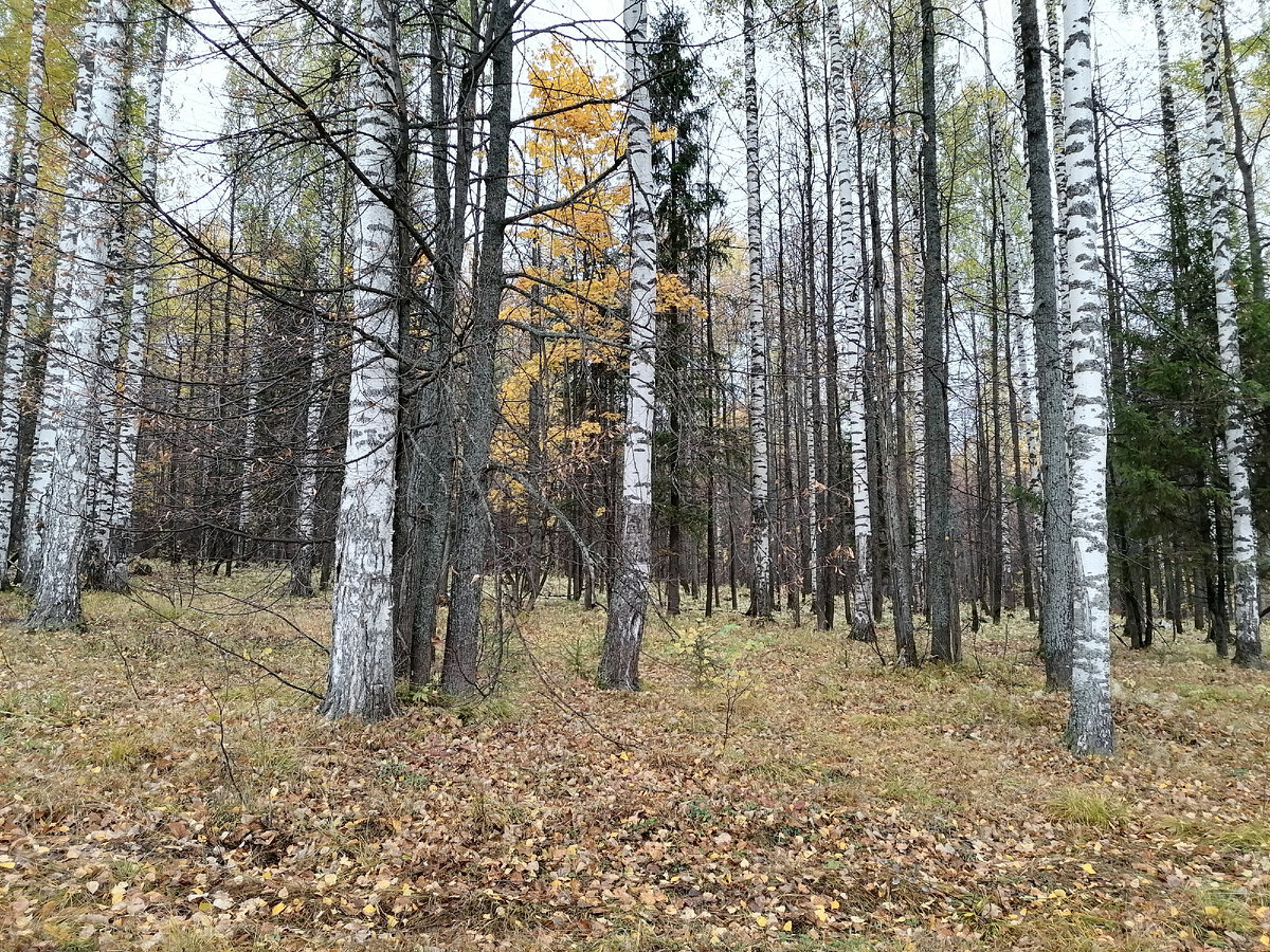Вдоль этой рощи и проходила лесная дорога от станции к дому бабушки. Фото автора