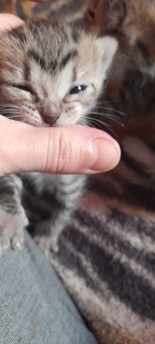 Первый кусь первыми зубами