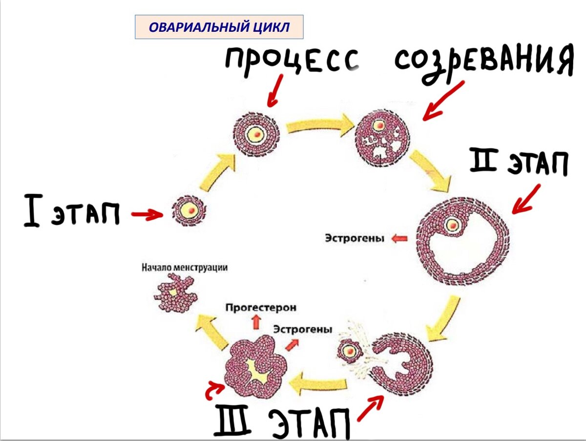 Месячные что это