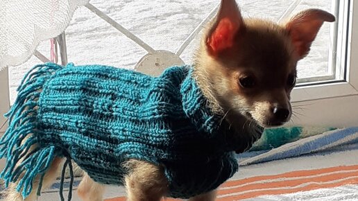 Dog Sweater Crochet Pattern