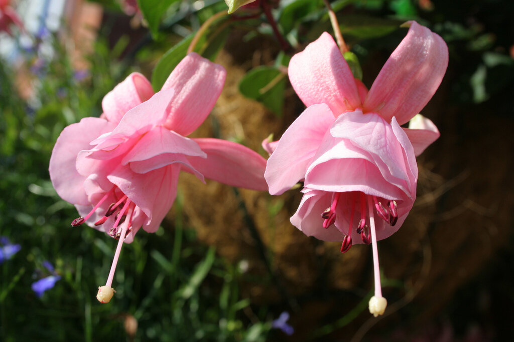 Фуксия пинк. Фуксия ампельная маршмеллоу. Фуксия пинк галоре ампельная. Фуксия pink galore. Фуксия пинк галоре ампельная.
