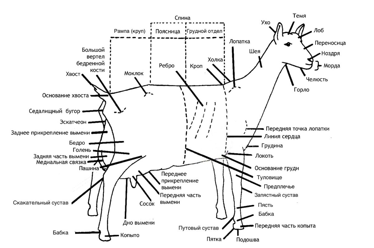Укол ягненку. Лимфатические узлы козы схема. Коза строение тела. Лимфатические узлы овцы схема. Строение мышц козы.