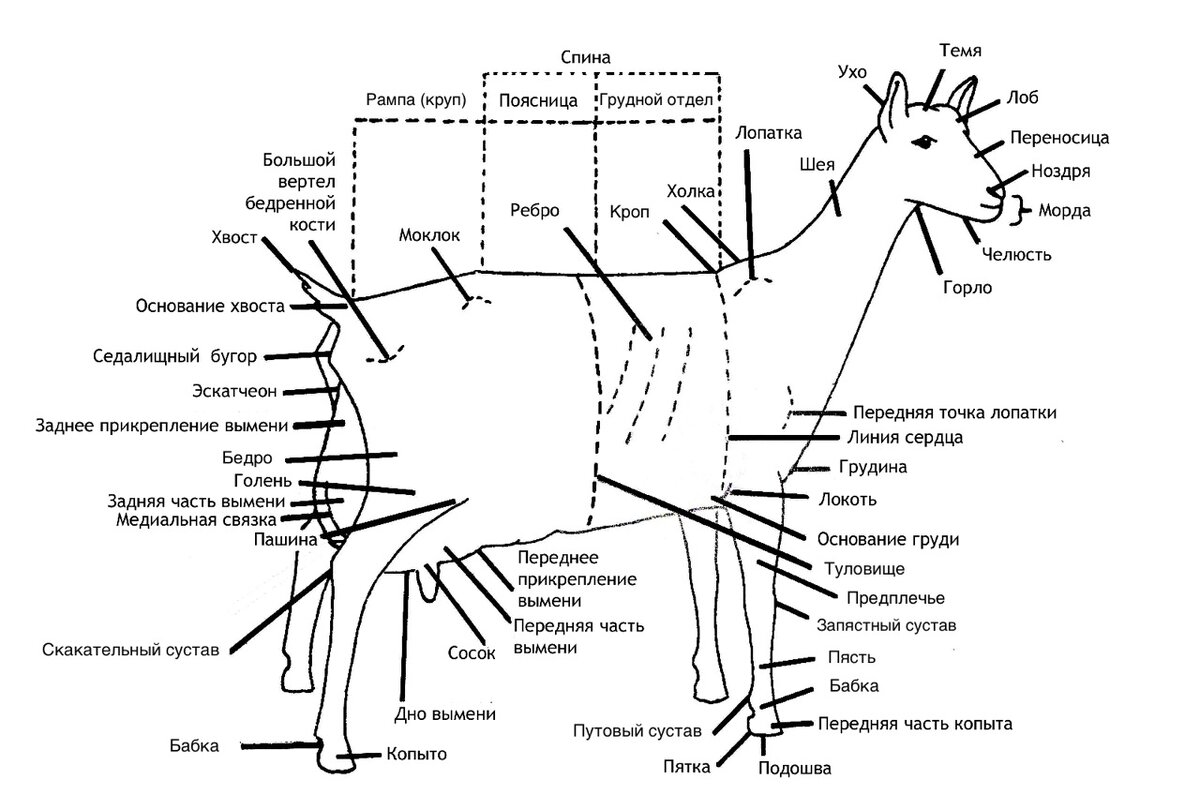 Укол козе внутримышечно. Лимфатические узлы козы схема. Лимфатические узлы овцы схема. Коза строение тела. Анатомическое строение козы.