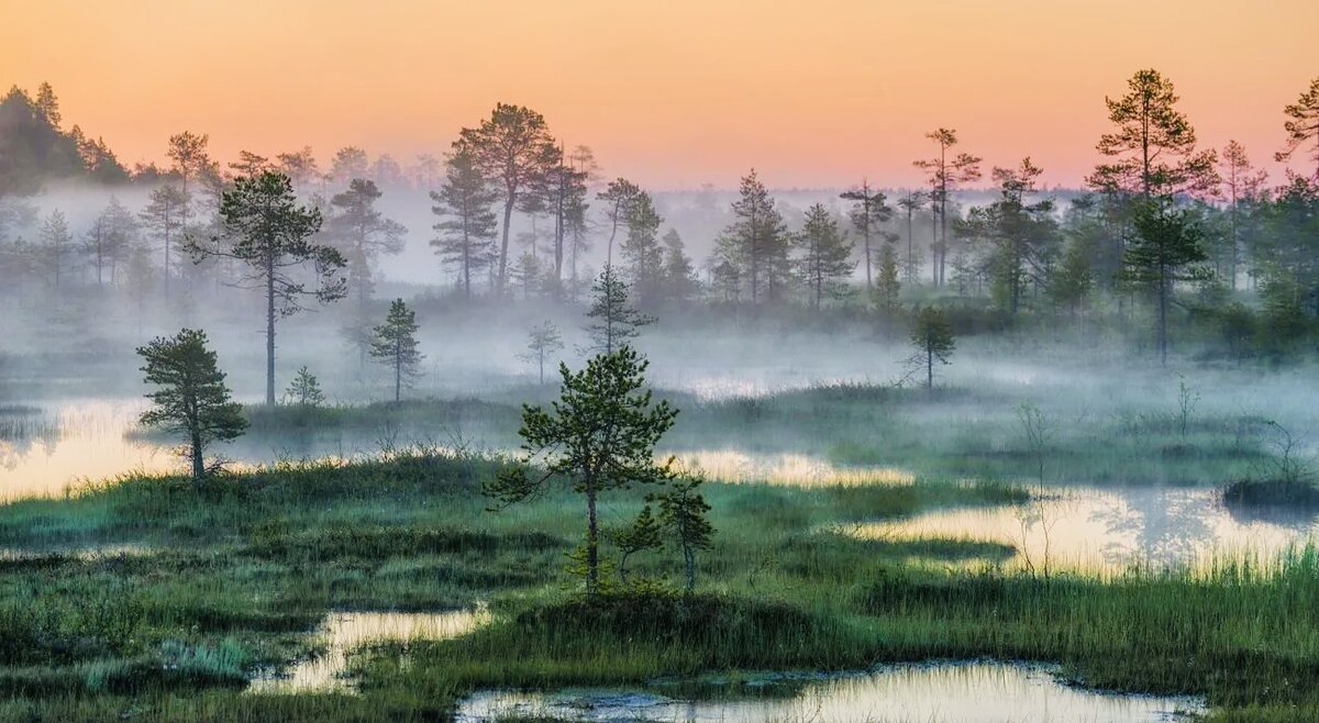 Яндекс Картинки