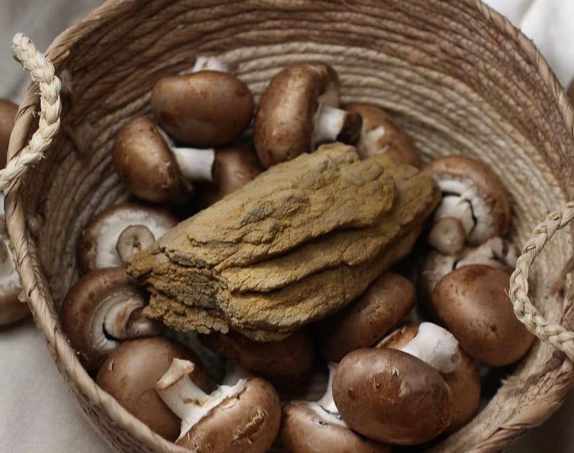 Фрагмент девонского гриба Prototaxites из Ленобласти